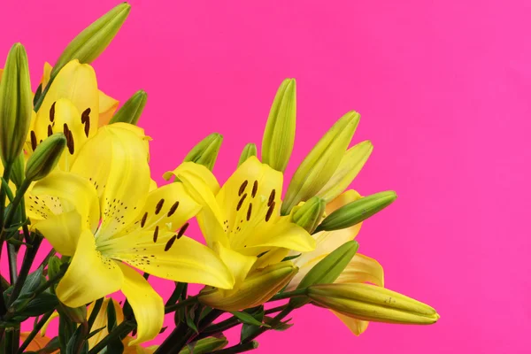 Gele lelies — Stockfoto