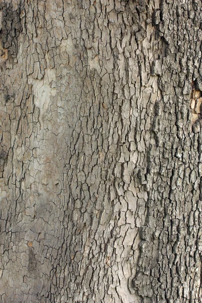 Corteza de árbol fondo — Foto de Stock