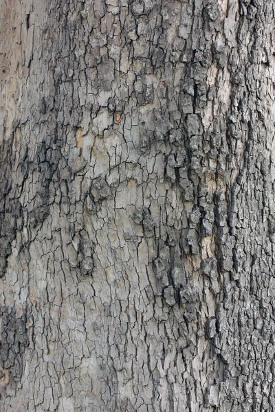 Corteza de árbol fondo —  Fotos de Stock