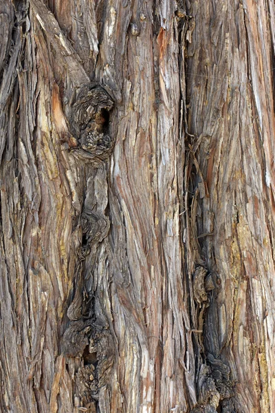 Corteza de árbol fondo — Foto de Stock