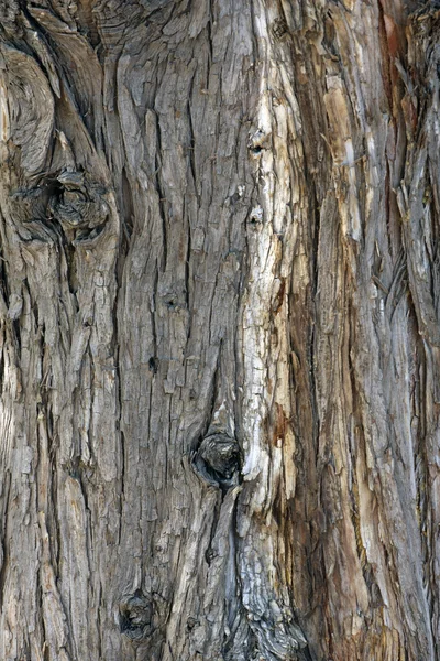 Corteza de árbol fondo — Foto de Stock