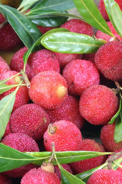 Arbutus bakgrund — Stockfoto