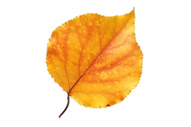 beyaz izole arka planda sarı sonbahar yaprak