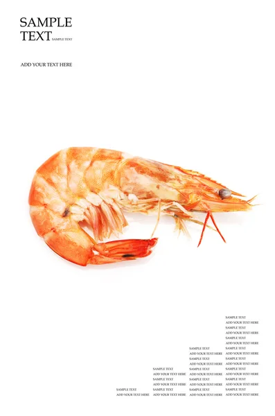 Shrimps on a white background — Stock Photo, Image