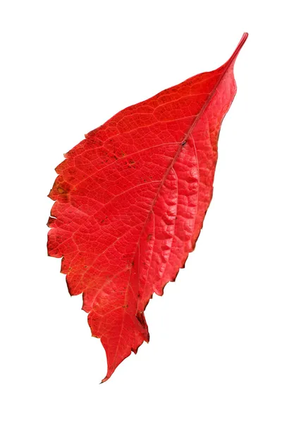 Autumn leaves. Parthenocissus quinquefolia. — Stock Photo, Image