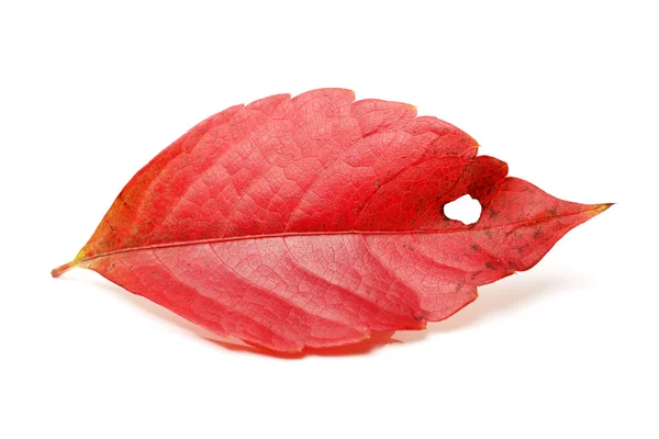 Autumn leaves. Parthenocissus quinquefolia. — Stock Photo, Image
