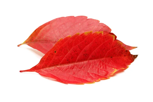 Autumn leaves. Parthenocissus quinquefolia. — Stock Photo, Image