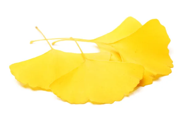 Hoja de gingko amarillo sobre fondo blanco — Foto de Stock