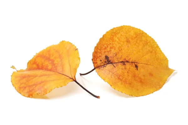 Yellow autumn leaf on the white isolated background — Stock Photo, Image