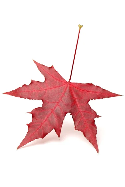 Autumn maple leaves isolated on white background — Stock Photo, Image
