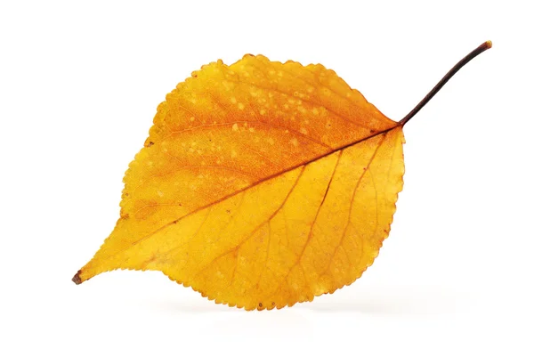 Hoja amarilla de otoño sobre el fondo blanco aislado — Foto de Stock