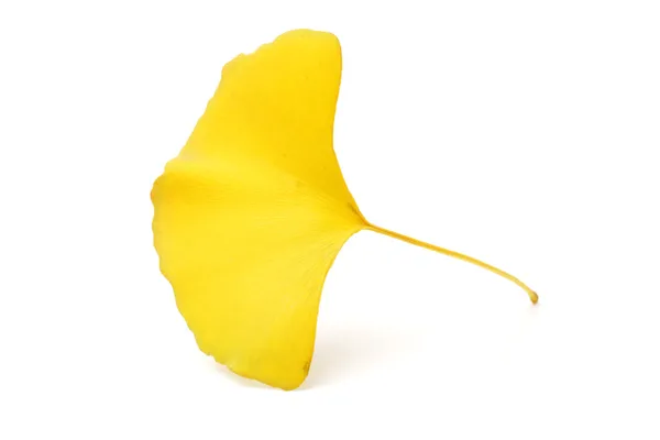 Hoja de gingko amarillo sobre fondo blanco — Foto de Stock