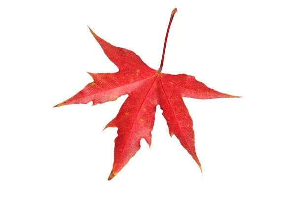 Herfst esdoorn bladeren geïsoleerd op witte achtergrond — Stockfoto
