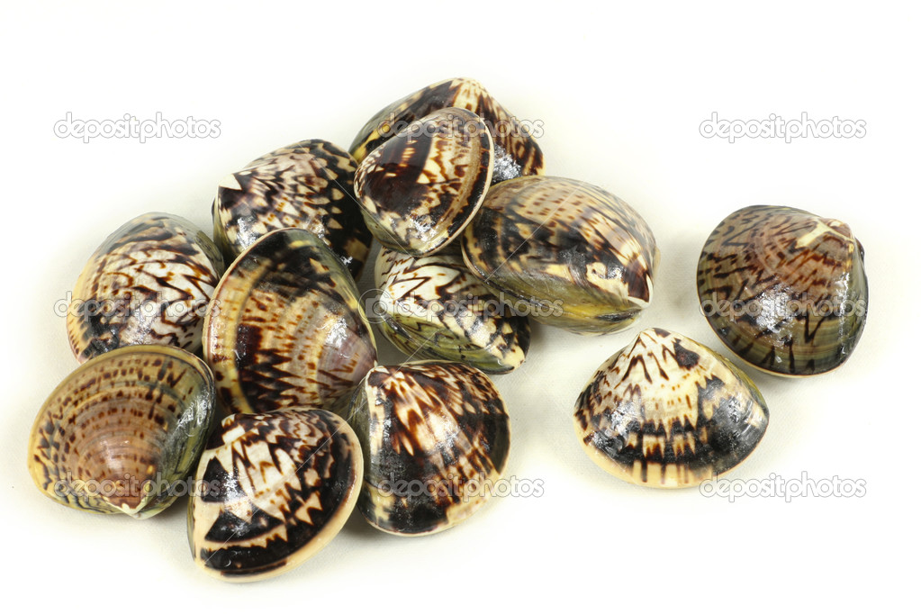 Clams