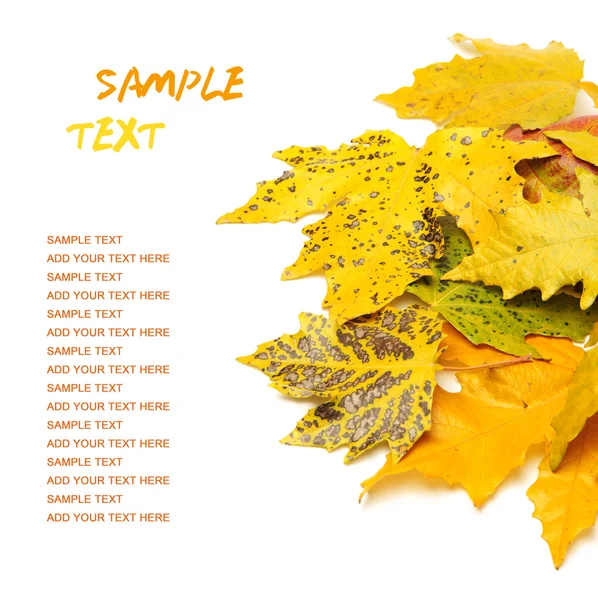 Folha de outono amarelo no fundo isolado branco — Fotografia de Stock