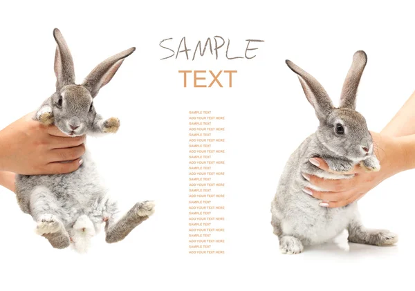 Grey rabbit on a white background — Stock Photo, Image