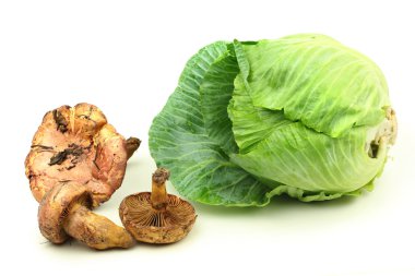 çam mantar ve yeşil lahana