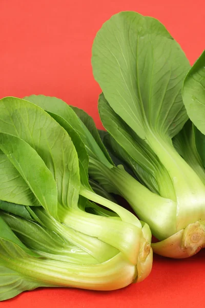 Chinese Vegetable cabbage — Stock Photo, Image