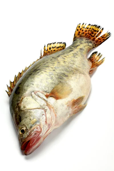 Frischer Fisch — Stockfoto