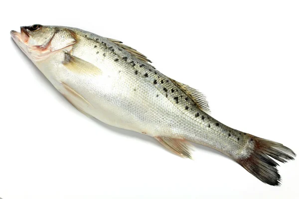 Frischer Fisch — Stockfoto