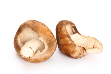 shiitake mantar