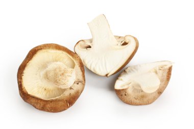 shiitake mantar