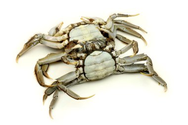 beyaz arkaplanda yengeç