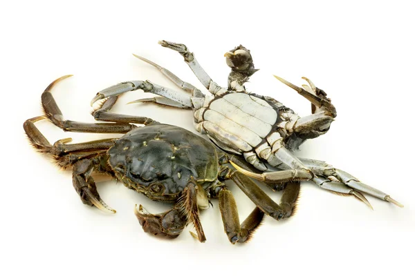 Crabe sur fond blanc — Photo