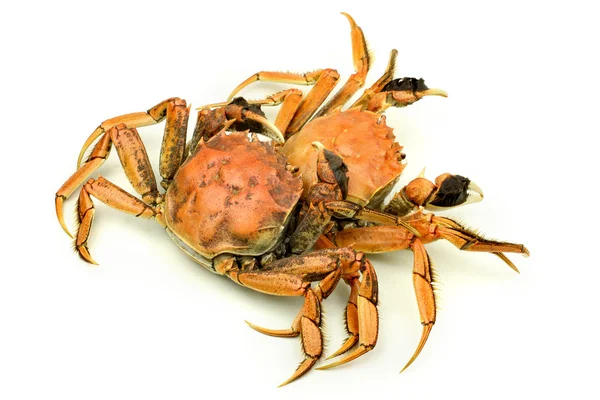 Gekookte krab geïsoleerd op witte achtergrond — Stockfoto