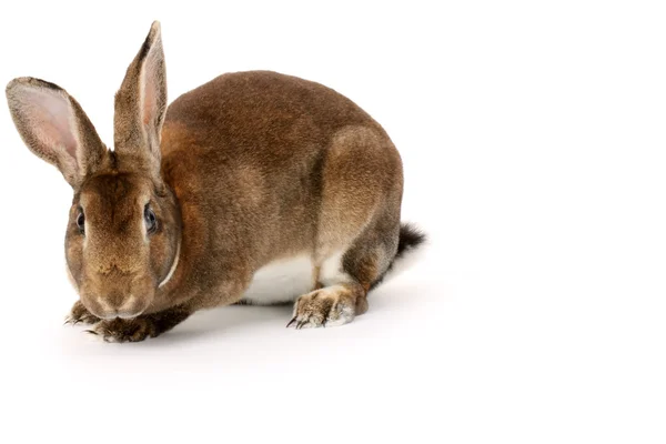 Brun kanin isolerad på vit — Stockfoto
