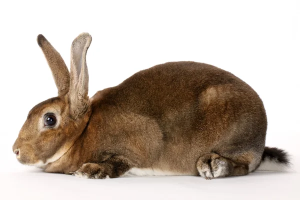 Brauner Hase isoliert auf weißem Grund — Stockfoto