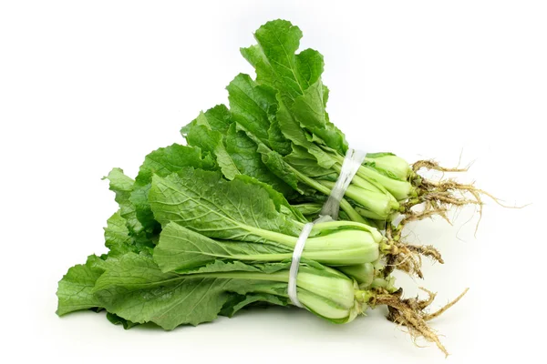 Small Chinese cabbage — Stock Photo, Image