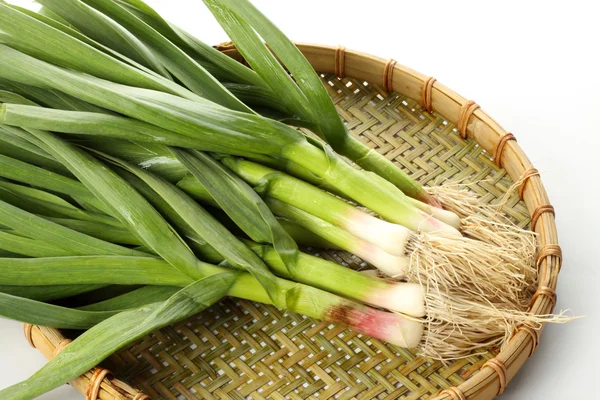 Cebolla verde sobre fondo blanco —  Fotos de Stock