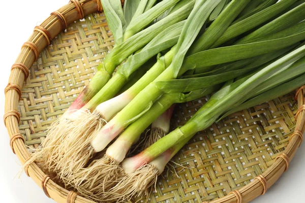 Cipolla verde su sfondo bianco — Foto Stock