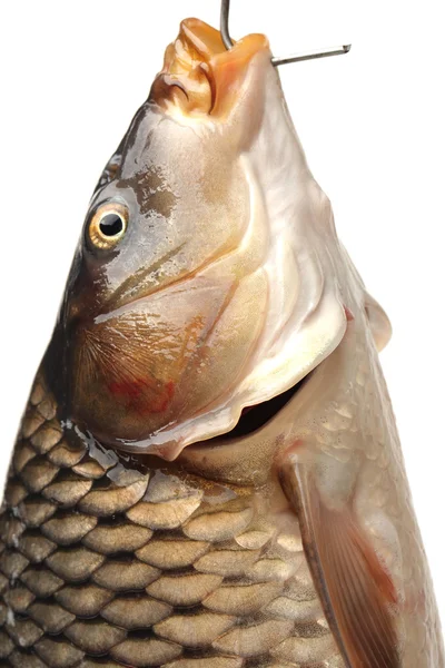 Rybí kapr — Stock fotografie