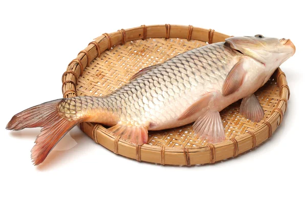 Fischkarpfen — Stockfoto