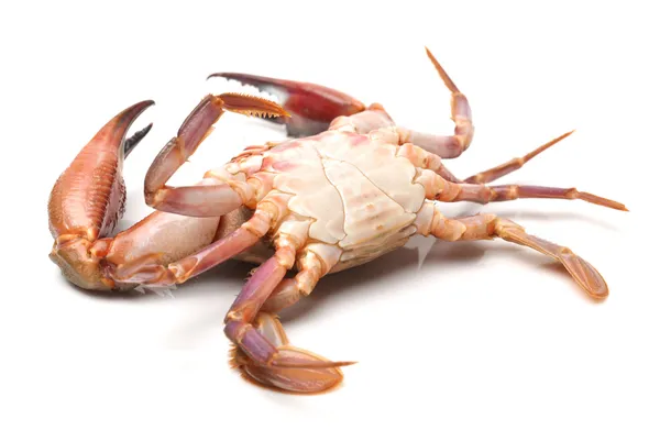 Sea crab — Stock Photo, Image