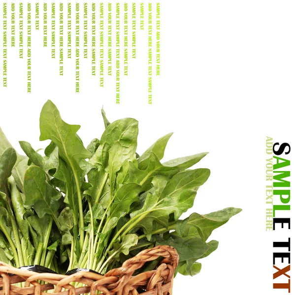 Spinaci — Foto Stock