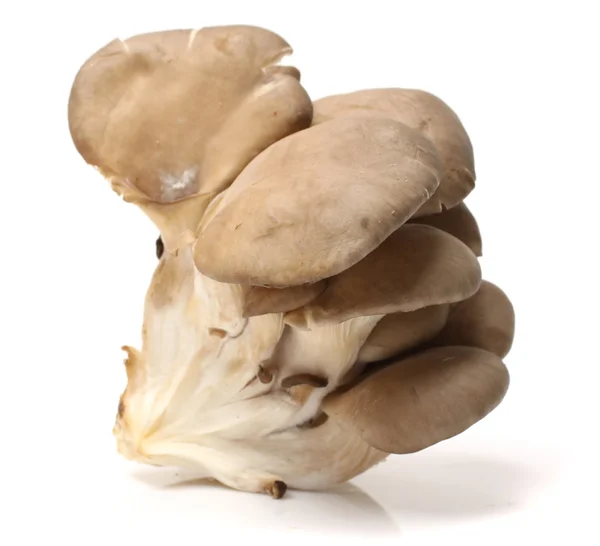 Cogumelos para gourmet — Fotografia de Stock