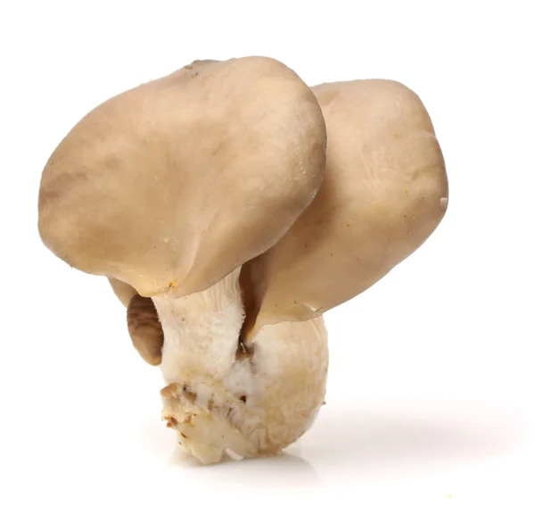 Два гриба — стоковое фото