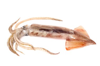 Fresh squid