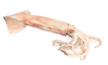 Fresh squid