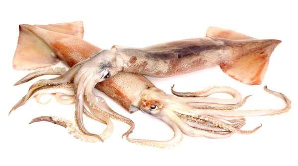Raw squids — Stock Photo, Image