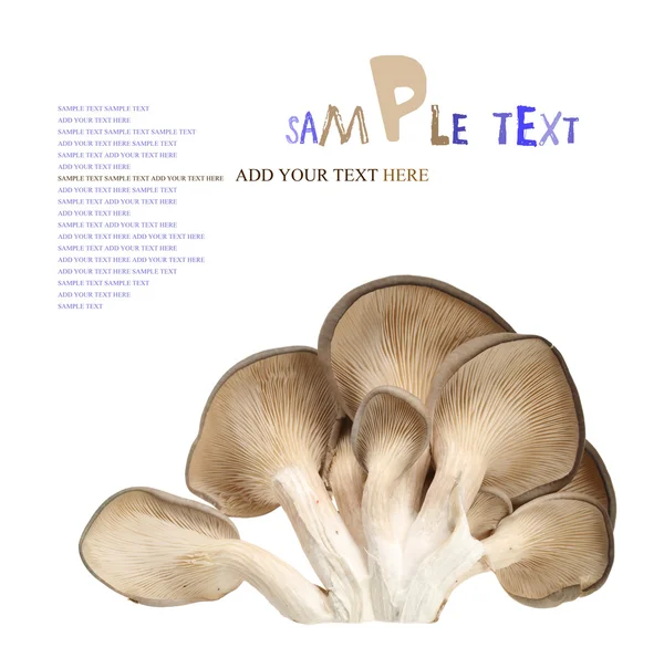 Raw oyster mushrooms — Stock Photo, Image