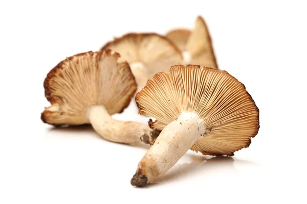 Вкусные грибы — стоковое фото