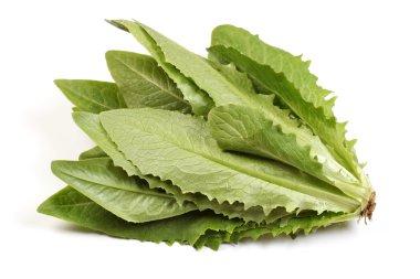 Lactuca sativa