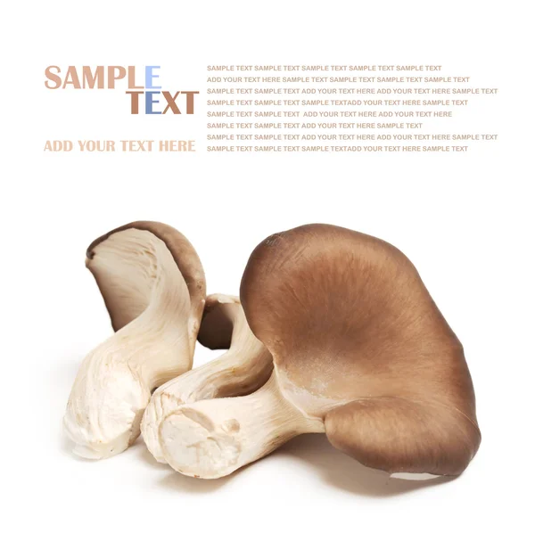 Funghi dell'ostrica — Foto Stock