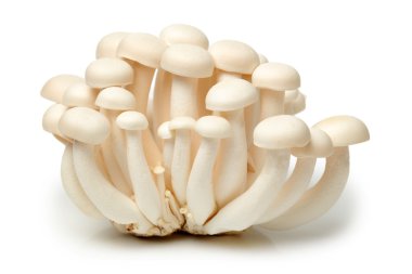 Edible mushrooms clipart