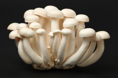 Edible mushrooms clipart