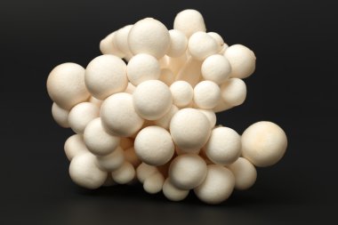 Caps of shimeji mushrooms clipart